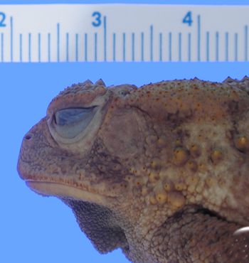 Media type: image; Herpetology A-27033